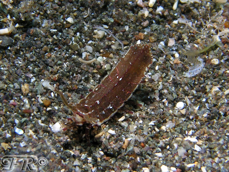idoteidae da identificare